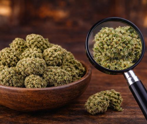 Premium hemp flower available at Green Leaf Botanicals 919 in Holly Springs NC